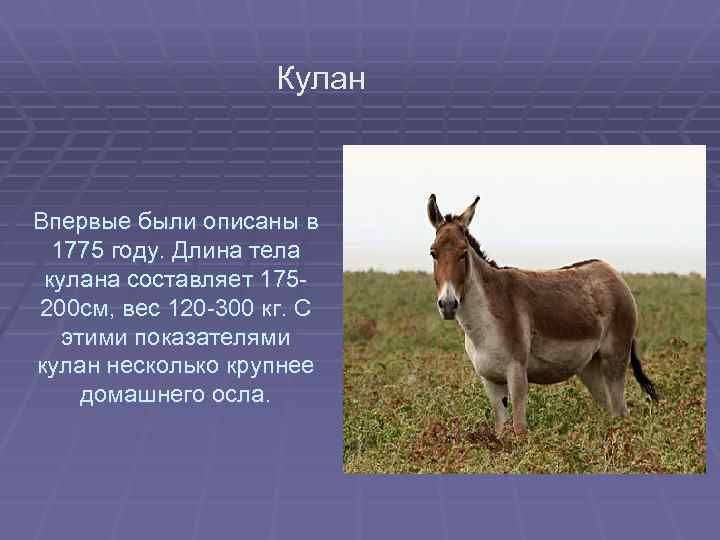 Кулан Впервые были описаны в 1775 году. Длина тела кулана составляет 175200 см, вес