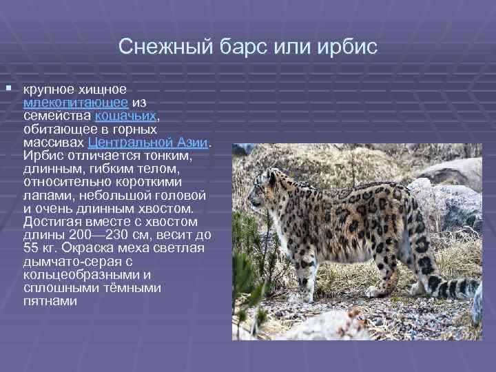 Снежный барс или ирбис § крупное хищное млекопитающее из семейства кошачьих, обитающее в горных