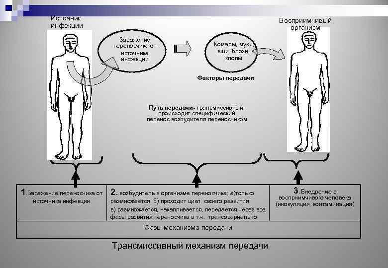 Источник инфекции Восприимчивый организм Заражение переносчика от источника инфекции Комары, мухи, вши, блохи, клопы