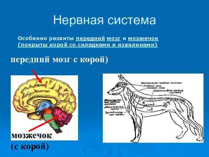 Нервная система Особенно развиты передний мозг и мозжечок (покрыты корой со складками и извилинами)