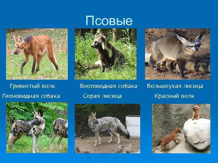 Псовые Гривистый волк Енотовидная собака Большеухая лисица Гиеновидная собака Серая лисица Красный волк 