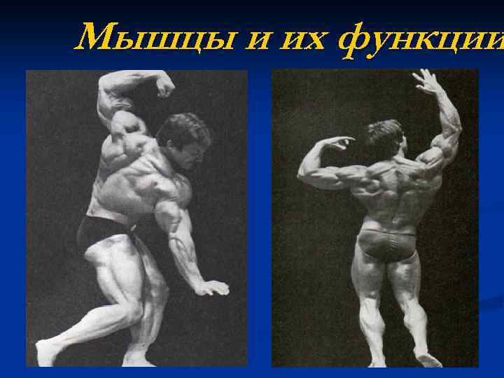 Мышцы и их функции 