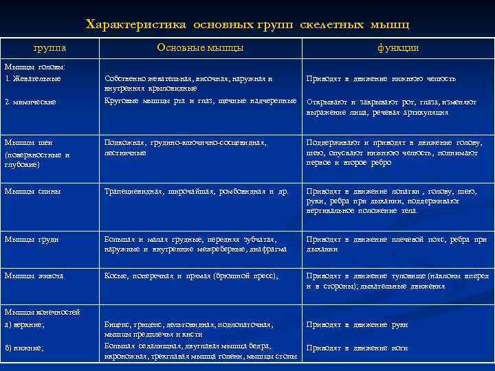 Характеристика основных групп скелетных мышц группа Мышцы головы: 1. Жевательные Основные мышцы функции Собственно