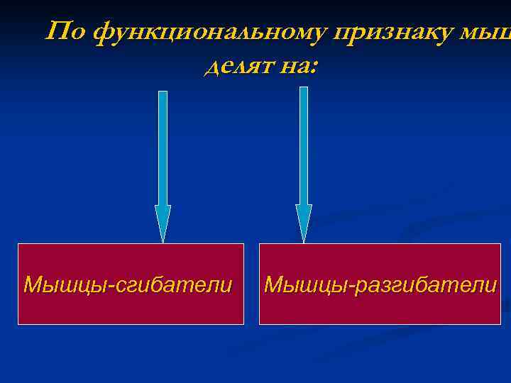 По функциональному признаку мыш делят на: Мышцы-сгибатели Мышцы-разгибатели 