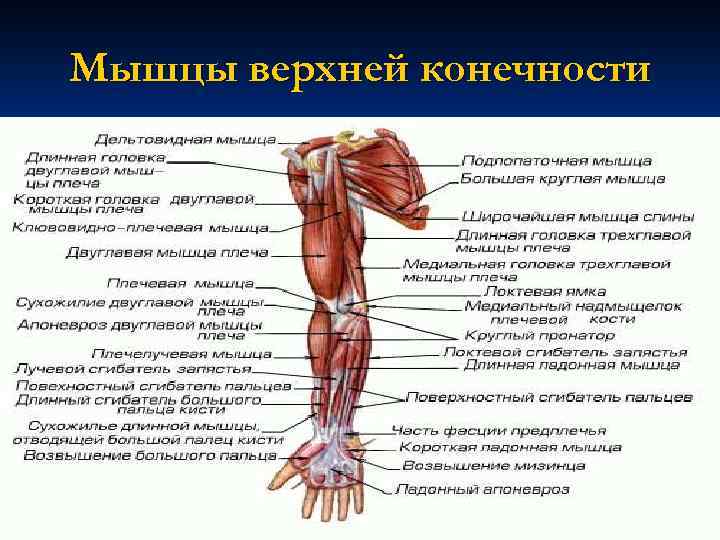 Мышцы верхней конечности 