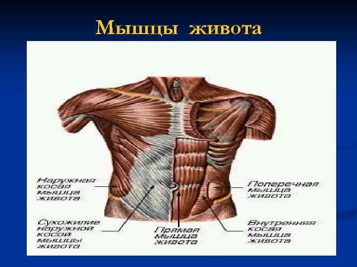 Мышцы живота 