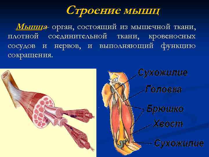 Органы мышечной ткани. Строение мышечной ткани мышцы. Строение мышц. Строение мышцы как органа у животных. Опишите строение мышцы. Строение мышцы фото.