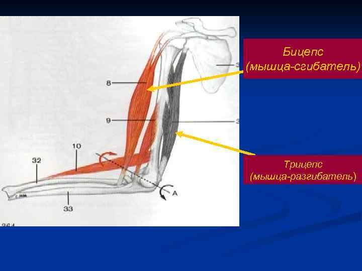 Функции бицепса. Двуглавая мышца функции. Бицепс мышца функции. Бицепс анатомия функция. Бицепс плеча функции.