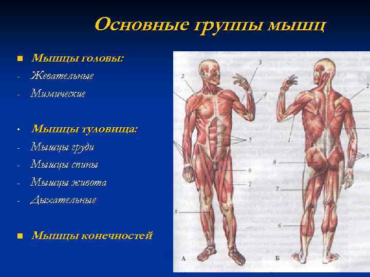 Мышцы разных. Общие функции мышцы туловища. Мелкие мышечные группы. Мышцы туловища (виды мышц и их функции).. Самая важная группа мышц.