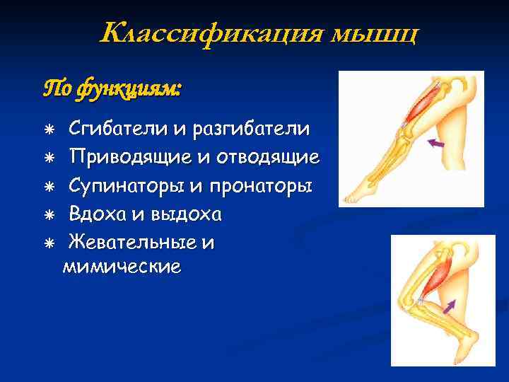 Классификация мышц По функциям: ã ã ã Сгибатели и разгибатели Приводящие и отводящие Супинаторы