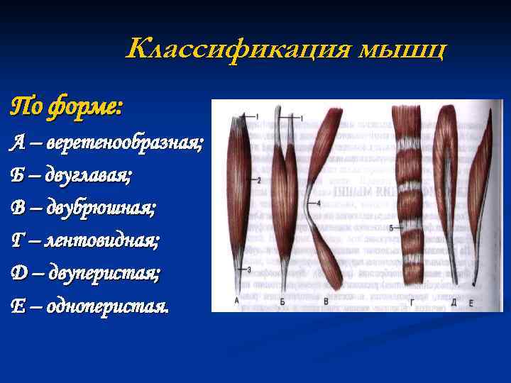 Классификация мышц По форме: А – веретенообразная; Б – двуглавая; В – двубрюшная; Г