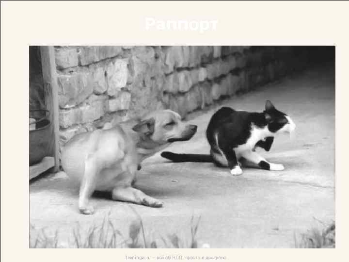 Раппорт trenings. ru – всё об НЛП, просто и доступно 