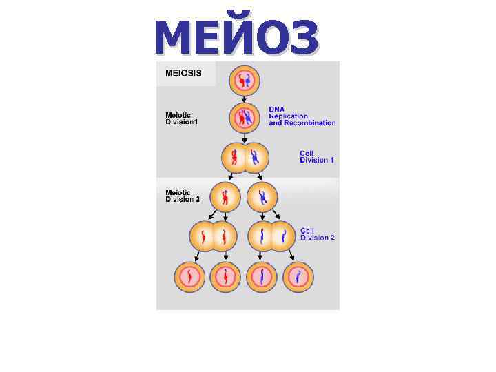 МЕЙОЗ 