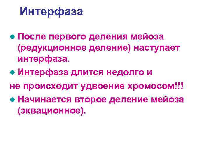Интерфаза l После первого деления мейоза (редукционное деление) наступает интерфаза. l Интерфаза длится недолго