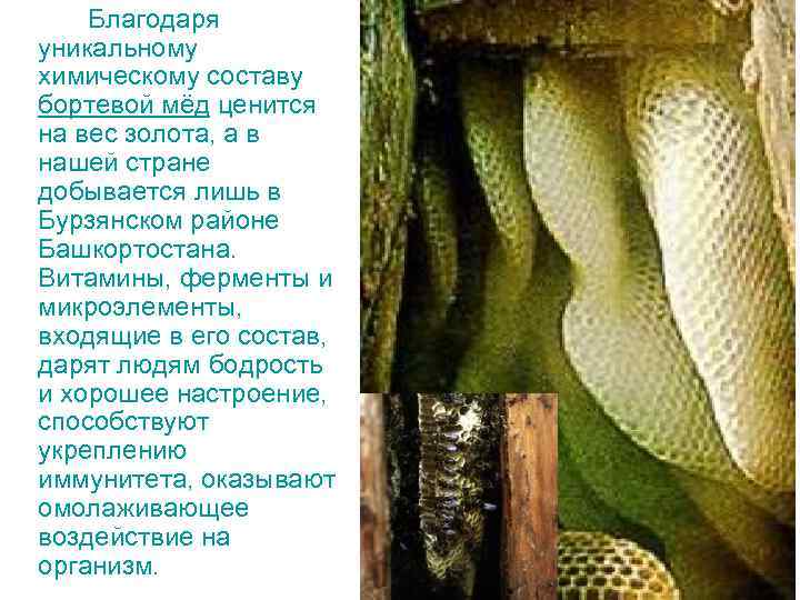 Благодаря уникальному химическому составу бортевой мёд ценится на вес золота, а в нашей стране