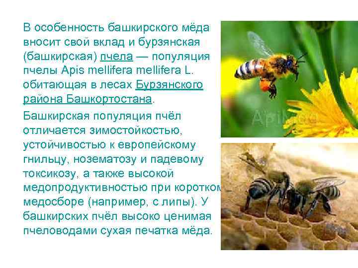 В особенность башкирского мёда вносит свой вклад и бурзянская (башкирская) пчела — популяция пчелы