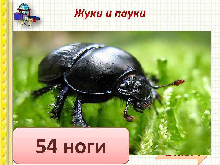 Жуки и пауки Вопрос: сколько ног у жука? Сколько ног у паука? У меня