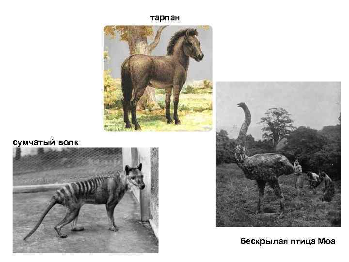 тарпан сумчатый волк бескрылая птица Моа 