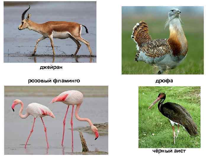 джейран розовый фламинго дрофа чёрный аист 