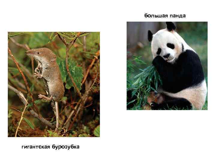 большая панда гигантская бурозубка 