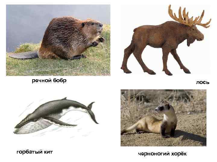 речной бобр горбатый кит лось черноногий хорёк 