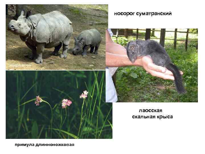 носорог суматранский лаосская скальная крыса примула длинноножковая 