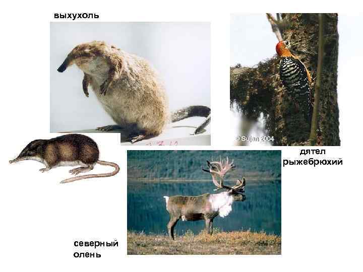 выхухоль дятел рыжебрюхий северный олень 