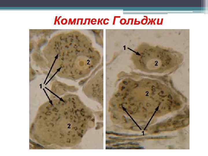 Комплекс Гольджи 