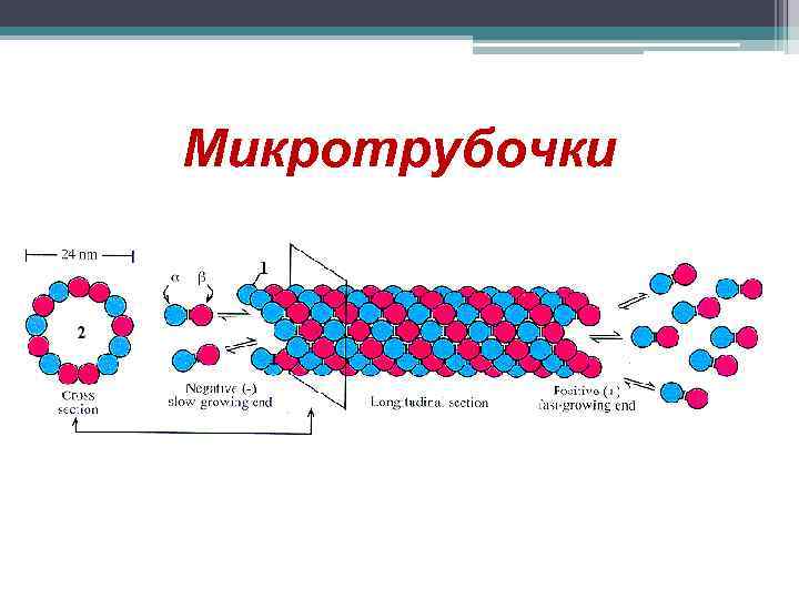 Микротрубочки 