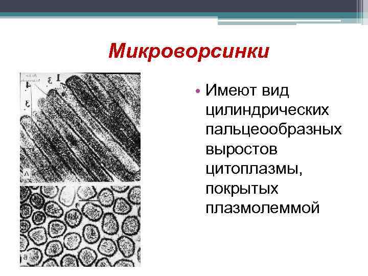 Микроворсинки • Имеют вид цилиндрических пальцеообразных выростов цитоплазмы, покрытых плазмолеммой 