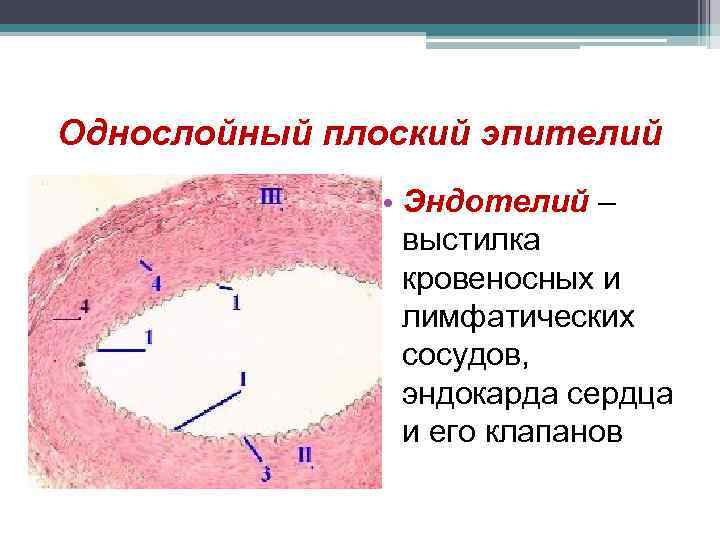 Однослойный плоский эпителий • Эндотелий – выстилка кровеносных и лимфатических сосудов, эндокарда сердца и