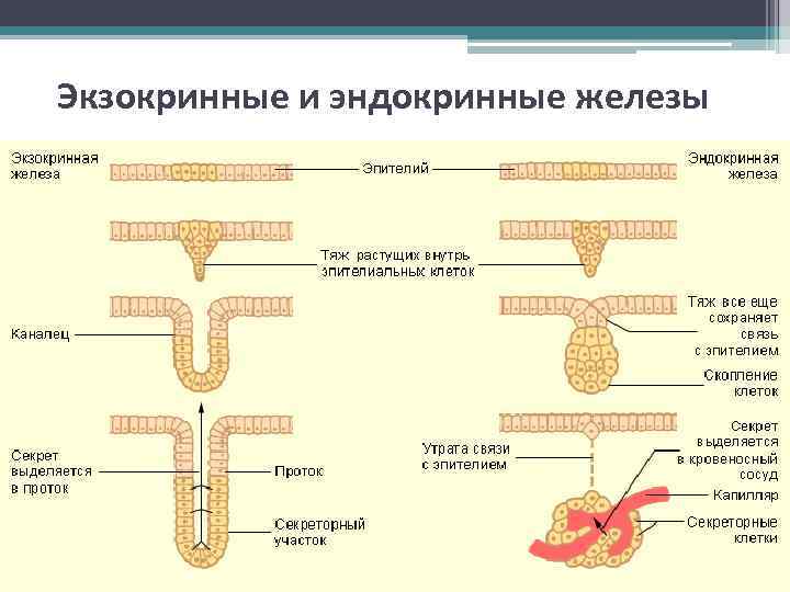 Экзокринные и эндокринные железы 