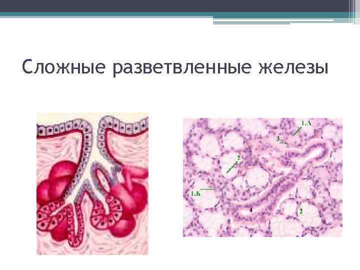 Сложные разветвленные железы 