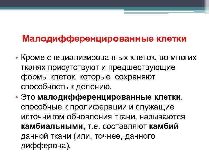 Малодифференцированные клетки • Кроме специализированных клеток, во многих тканях присутствуют и предшествующие формы клеток,