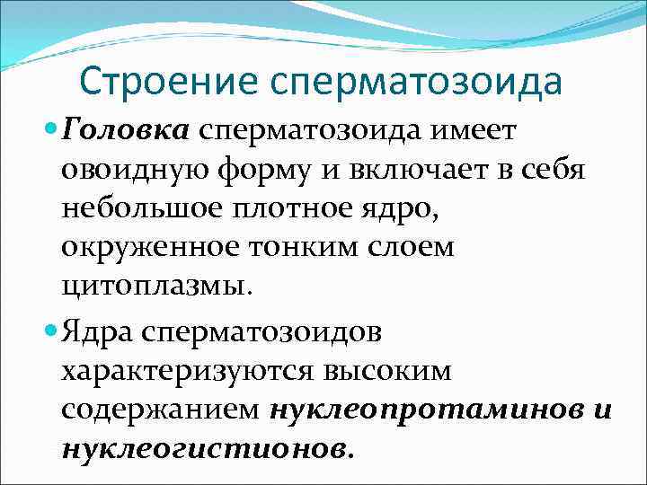 Строение сперматозоида Головка сперматозоида имеет овоидную форму и включает в себя небольшое плотное ядро,