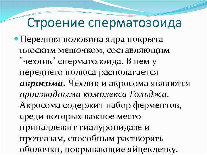 Строение сперматозоида Передняя половина ядра покрыта плоским мешочком, составляющим "чехлик" сперматозоида. В нем у