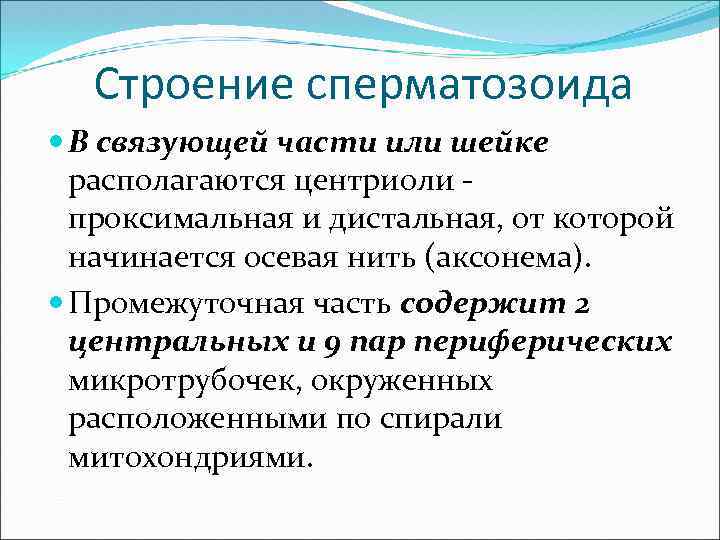 Строение сперматозоида В связующей части или шейке располагаются центриоли - проксимальная и дистальная, от