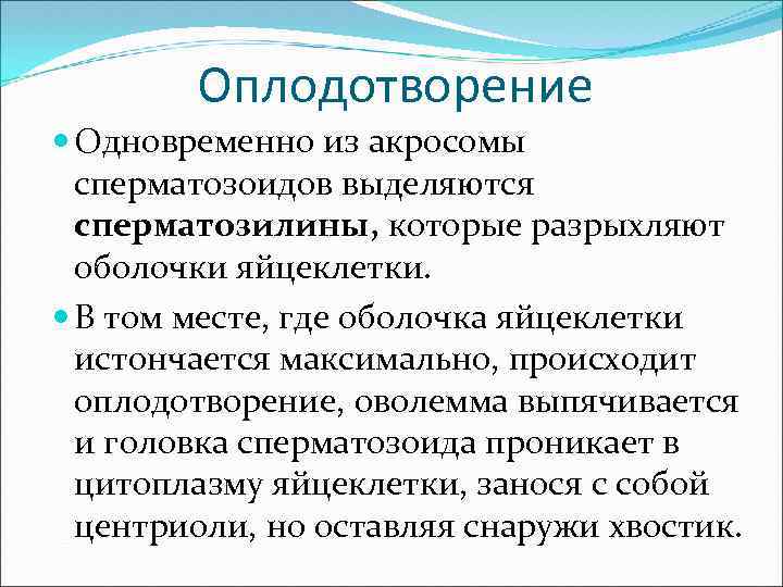 Оплодотворение Одновременно из акросомы сперматозоидов выделяются сперматозилины, которые разрыхляют оболочки яйцеклетки. В том месте,