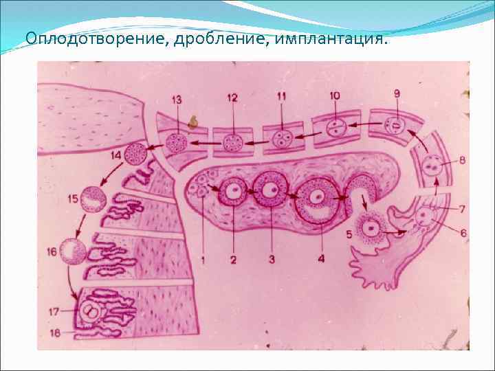 Оплодотворение, дробление, имплантация. 