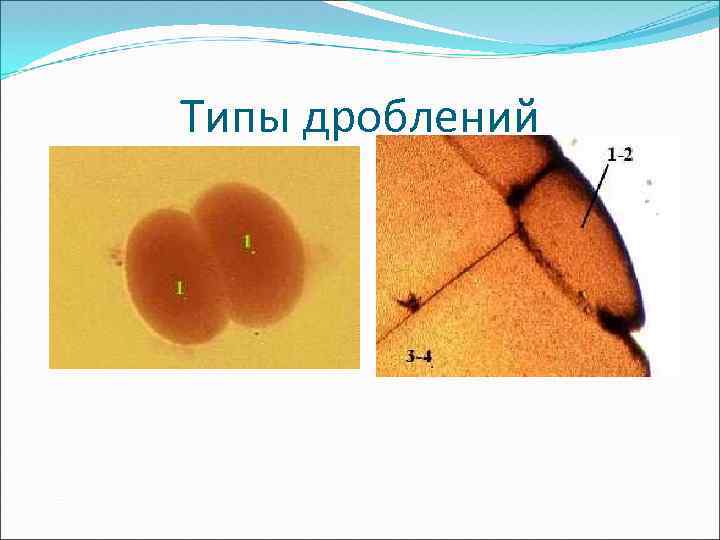 Типы дроблений 