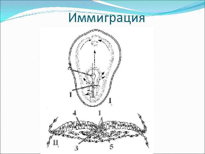 Иммиграция 