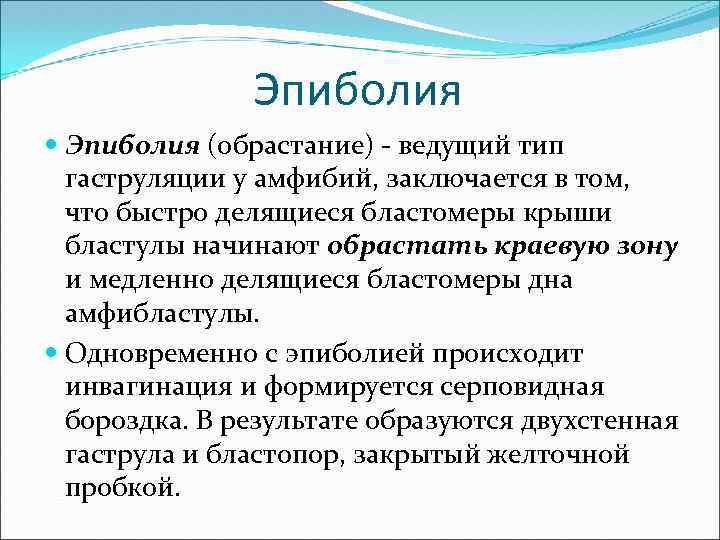 Эпиболия (обрастание) - ведущий тип гаструляции у амфибий, заключается в том, что быстро делящиеся