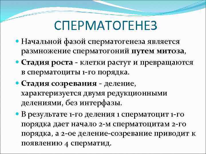 СПЕРМАТОГЕНЕЗ Начальной фазой сперматогенеза является размножение сперматогоний путем митоза, Стадия роста - клетки растут