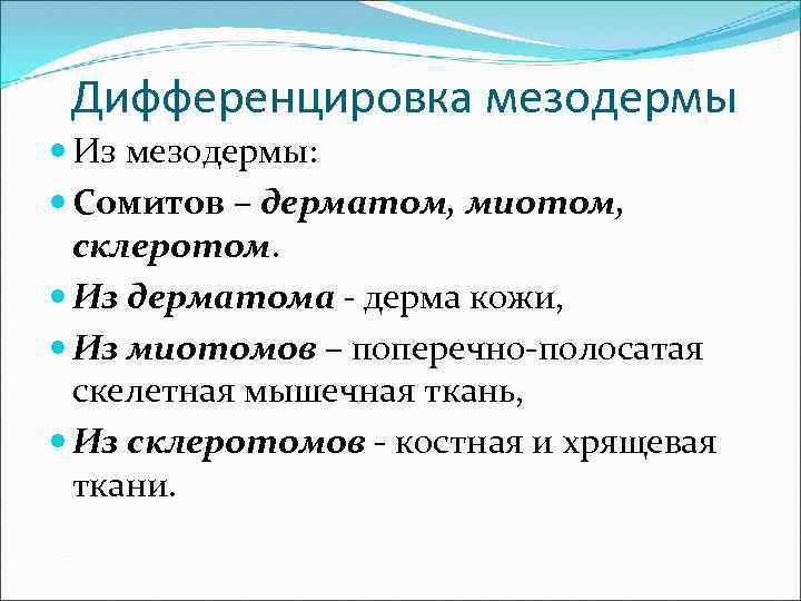 Дифференцировка мезодермы Из мезодермы: Сомитов – дерматом, миотом, склеротом. Из дерматома - дерма кожи,