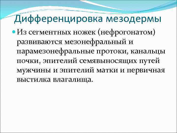 Дифференцировка мезодермы Из сегментных ножек (нефрогонатом) развиваются мезонефральный и парамезонефральные протоки, канальцы почки, эпителий