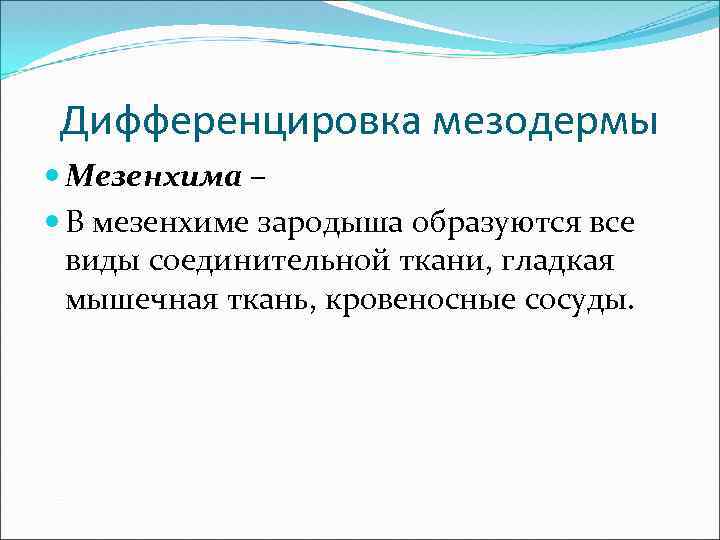 Дифференцировка мезодермы Мезенхима – В мезенхиме зародыша образуются все виды соединительной ткани, гладкая мышечная