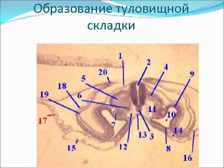 Образование туловищной складки 