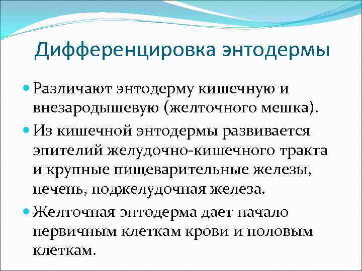 Дифференцировка энтодермы Различают энтодерму кишечную и внезародышевую (желточного мешка). Из кишечной энтодермы развивается эпителий