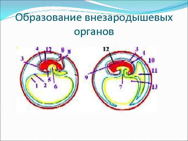 Образование внезародышевых органов 