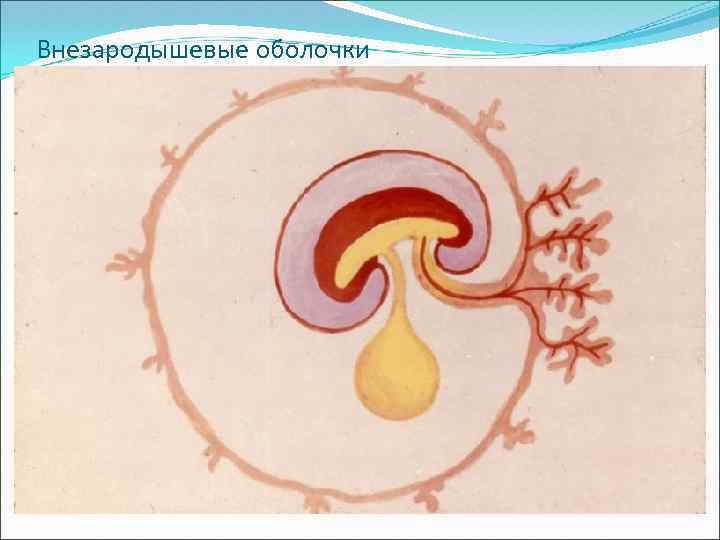 Внезародышевые оболочки 